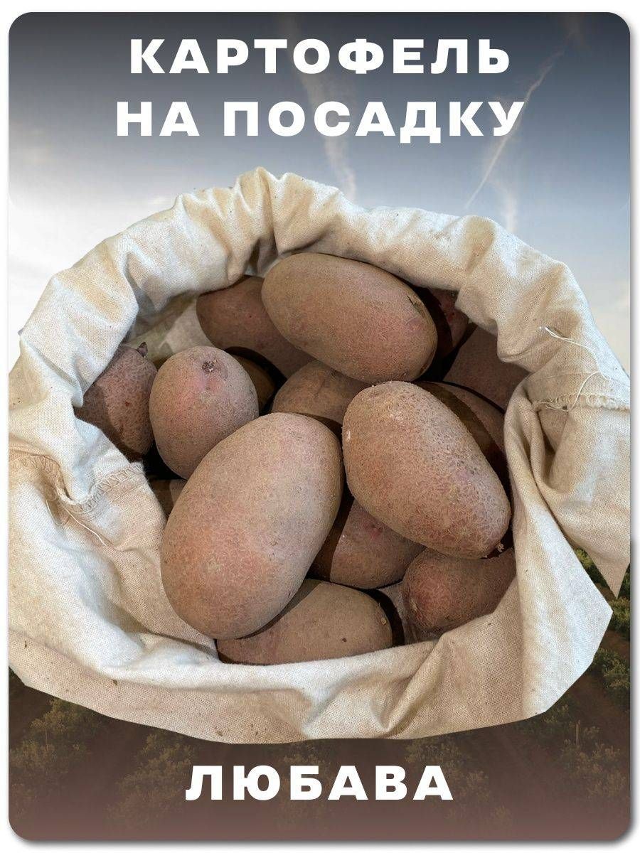 РаннийсортЛюбава.Белаявнутри.Домашний.Сетка5кг.2025.