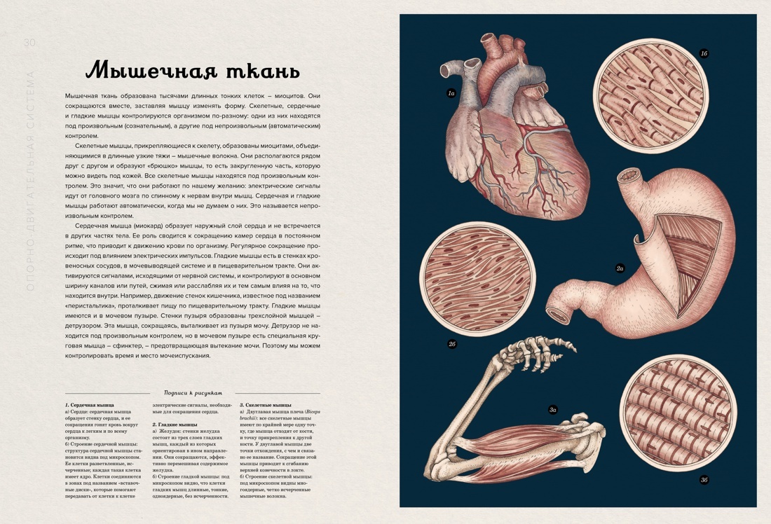 Анатомикум. Энциклопедия для детей | Anatomicum: Encyclopedia for Children - Ozon image 2