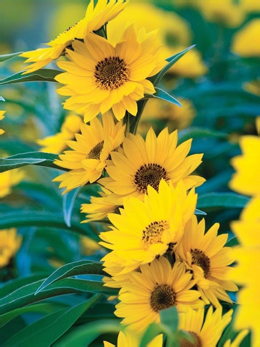 СеменаРусскийогород