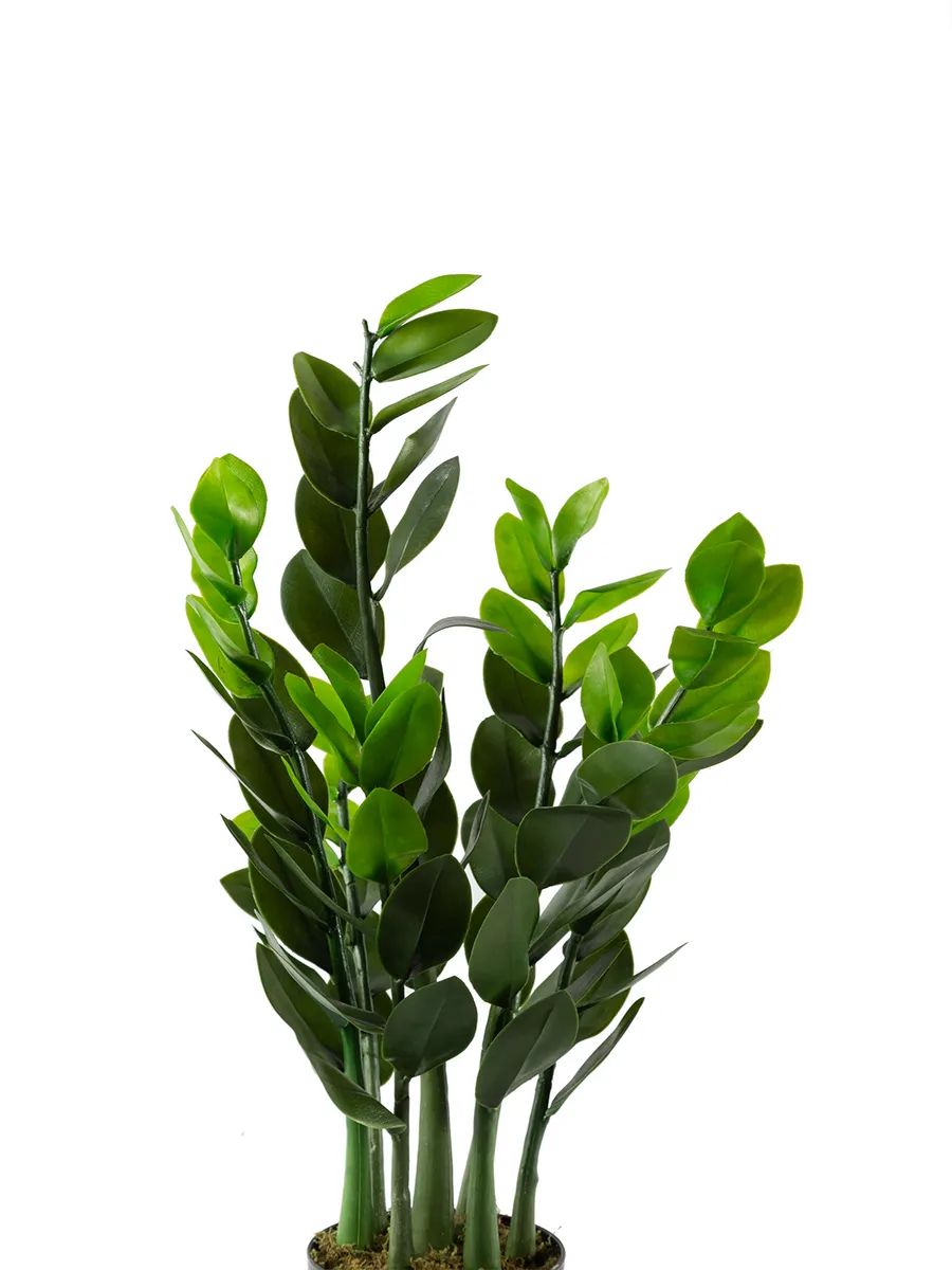 Замиакулькас 90cm DS2021-089 Китай