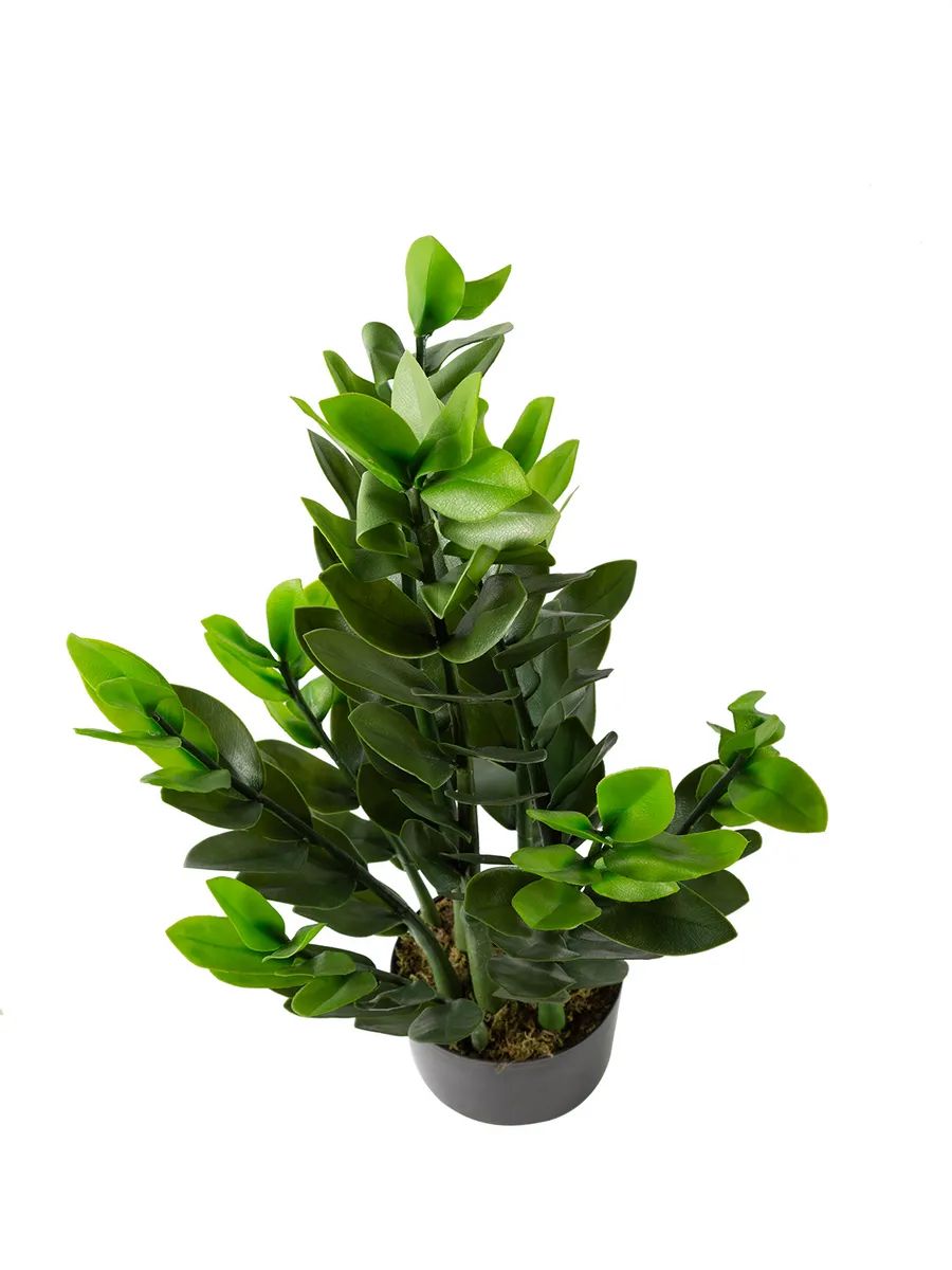 Замиакулькас 90cm Зелёный DS2021-090 Китай