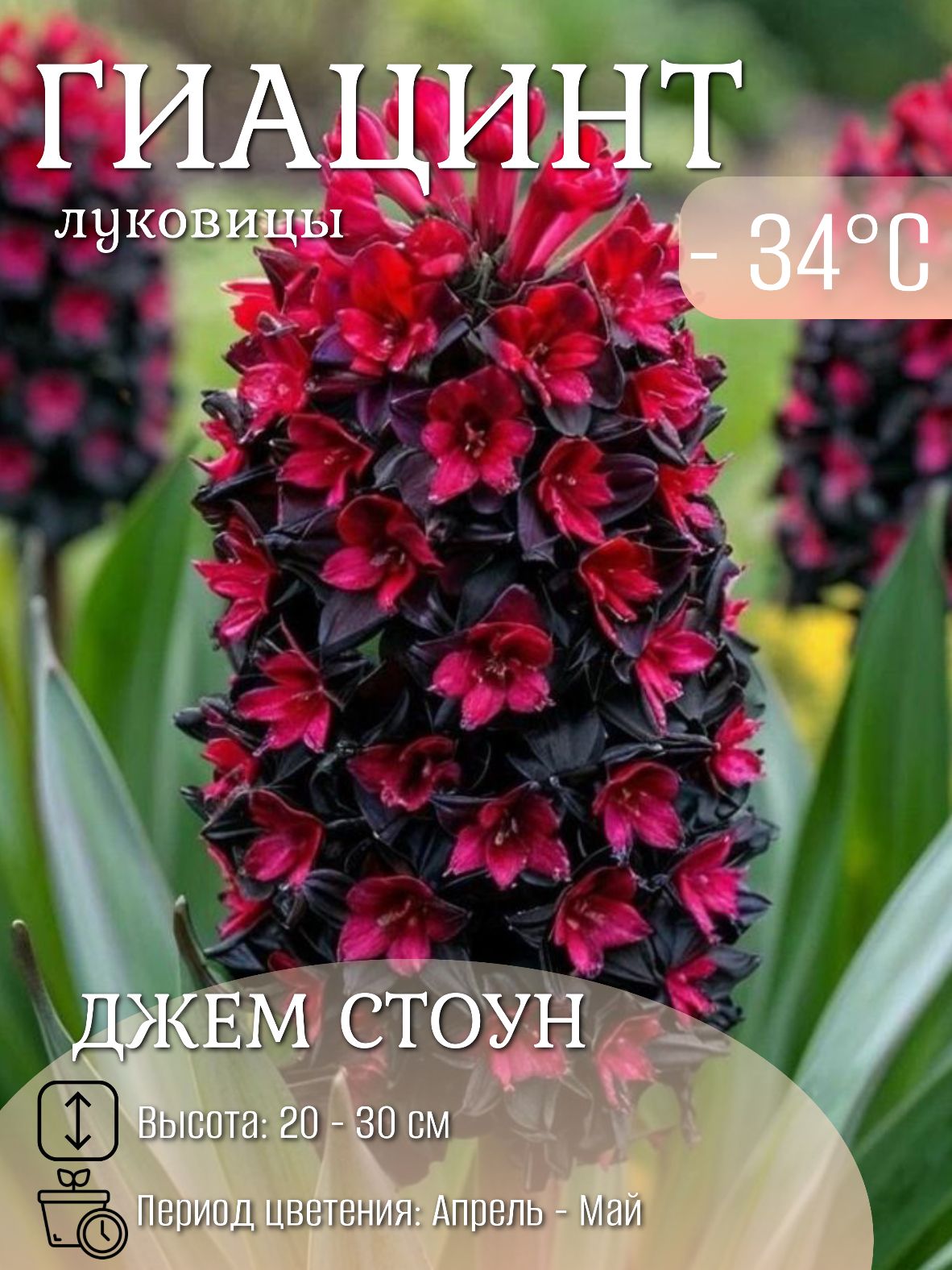 Гиацинтлуковицымноголетниецветы5шт