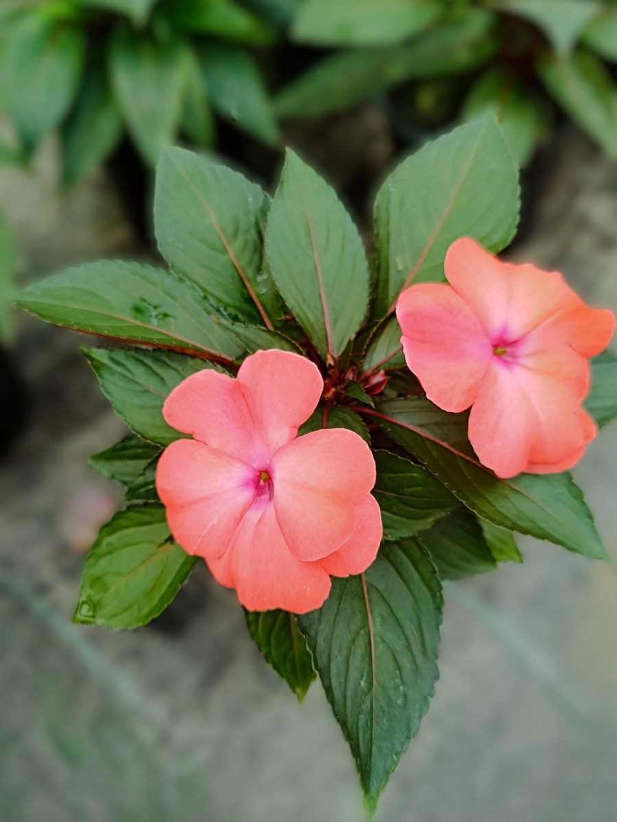 Бальзамин новогвинейский