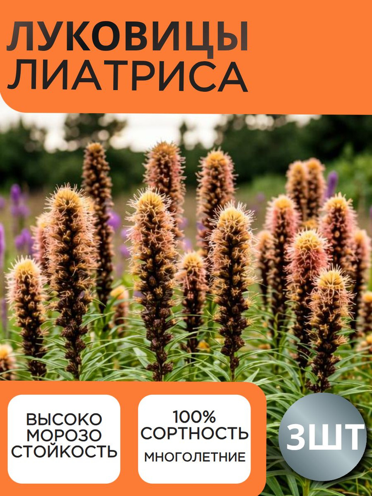Луковицы Лиатриса #1