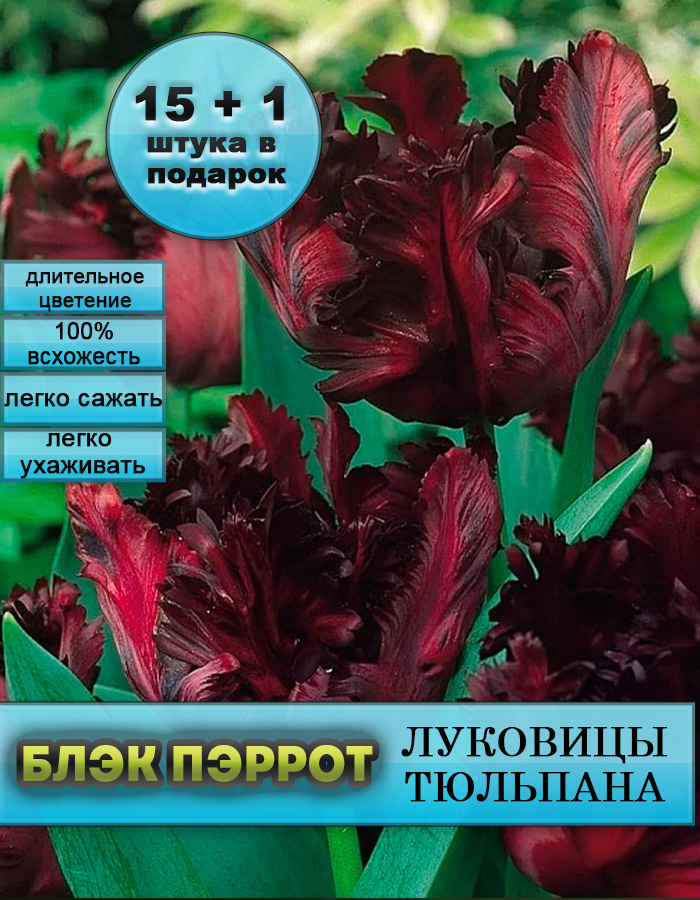 Тюльпаны луковицы Блэк Пэррот 15 шт +1 #1