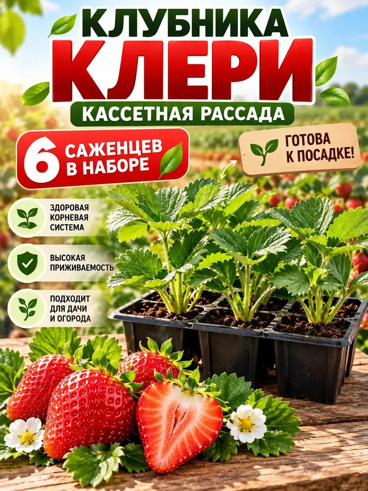 Рассада #1