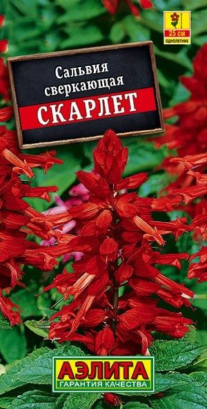 САЛЬВИЯ СВЕРКАЮШАЯ Скарлет. Семена. Вес 0,1 гр. Яркий, низкорослый летник с обильным цветением.  #1