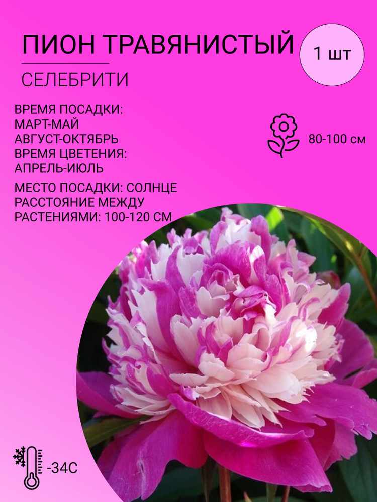 Пион травянистый, саженец 1 шт #1