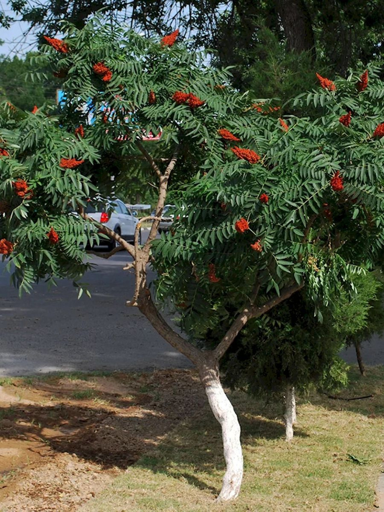 Семена Сумах голый (Rhus glabra), 25 штук #1