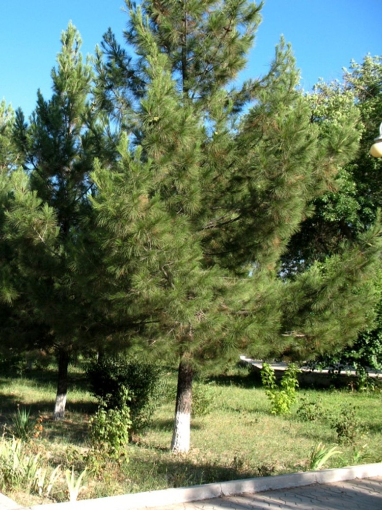 Семена Сосна эльдарская (Pinus eldarica), 10 штук #1