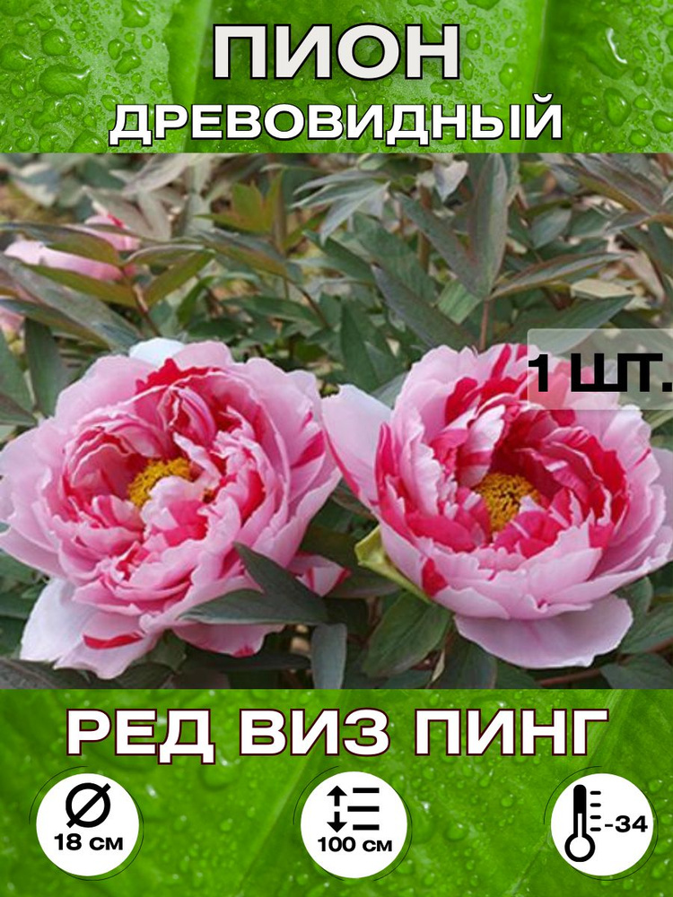 Magic Blooming Garden Семена ,1шт #1