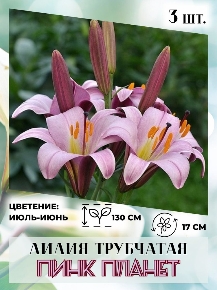 Луковицы Лилии Russian Garden купить по выгодной цене в интернет ...