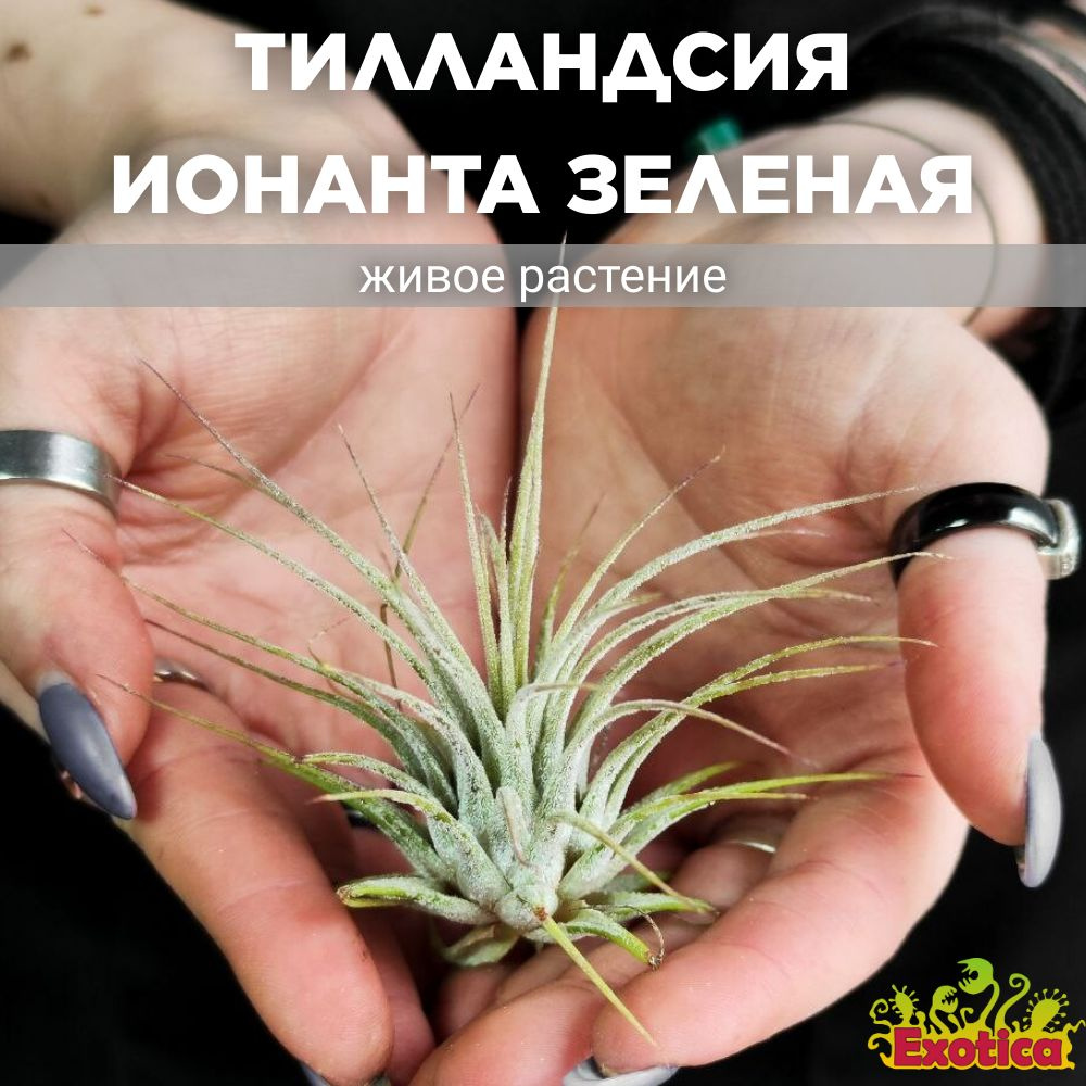 Тилландсия Ионанта Зеленая (Tillandsia Ionantha Green), атмосферное растение  #1