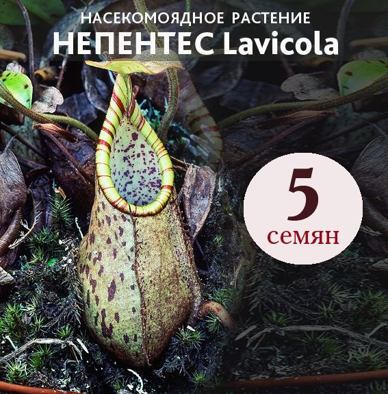 Семена Непентеса Lavicola 5 шт. #1