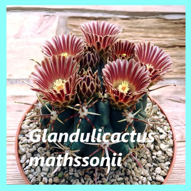 Семена кактуса - Glandulicactus mathssonii (10 шт.) - съедобные плоды. #1