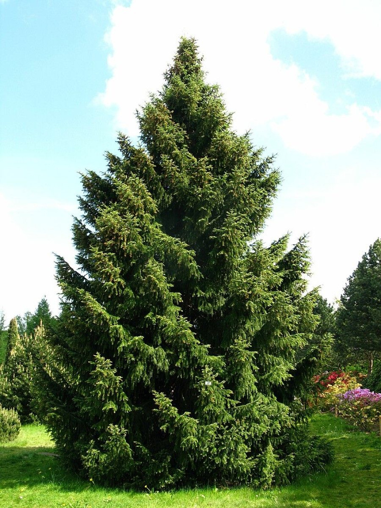 Семена Ель Сербская (Picea omorika), 15 штук #1