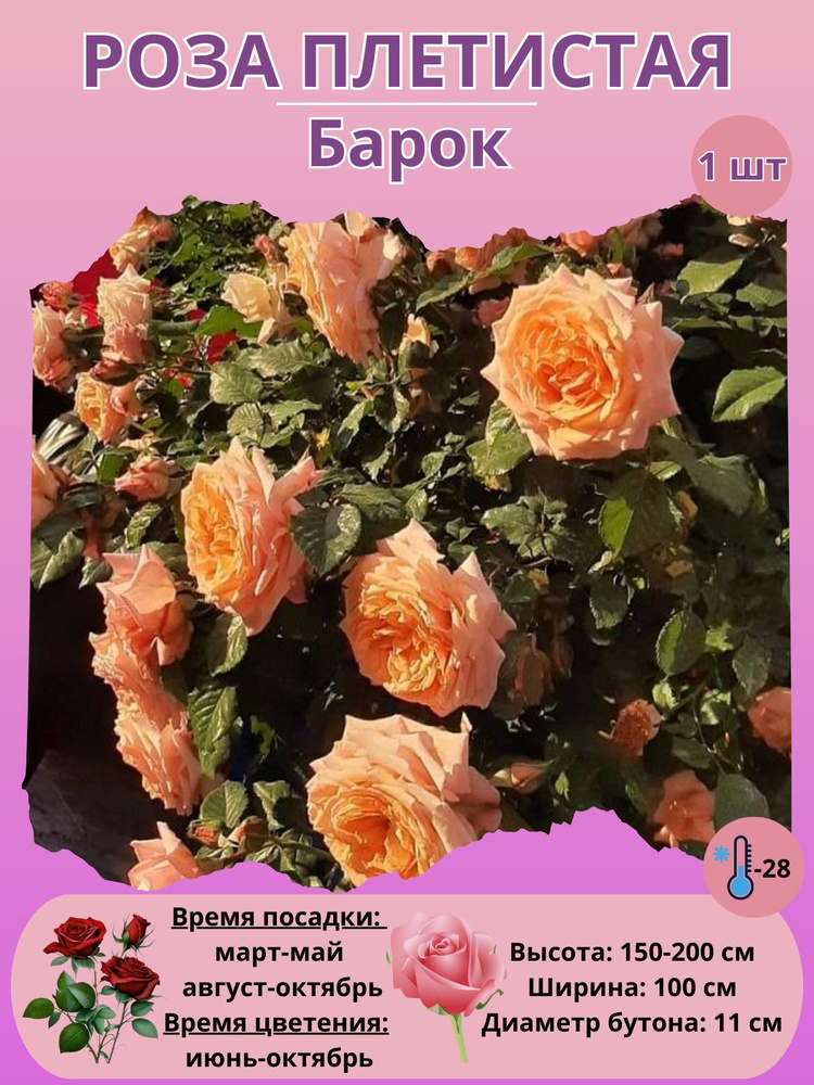 Роза плетистая, саженцы розы #1