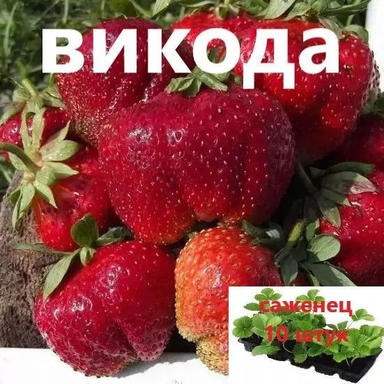 Клубника "Викода" 5 штук #1