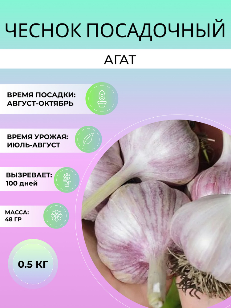 Чеснок Агат посадочный озимый 0.5 кг #1