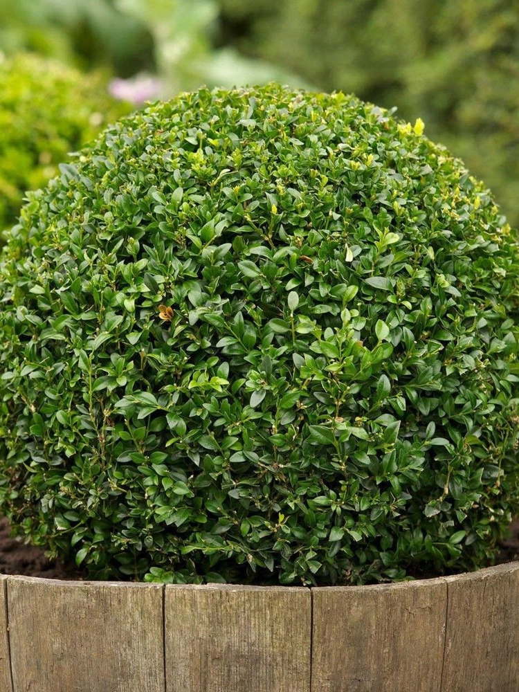 Семена Самшит китайский мелколистный (Buxus sinica), 10 штук #1