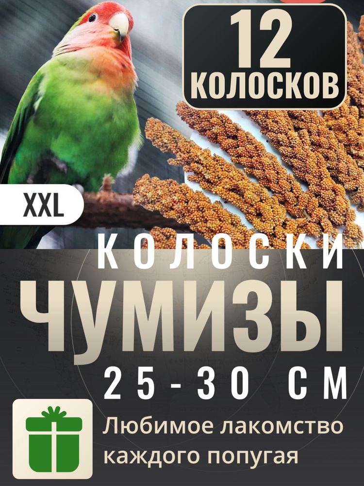 Чумиза для попугаев 12 шт. крупная сенегальское просо лакомство игрушка для птиц и грызунов , урожай #1