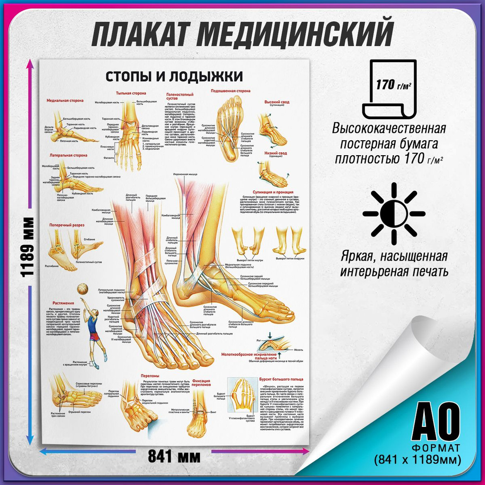 Информационный медицинский плакат "Стопы и лодыжки" / А-0 (84x119 см.)  #1