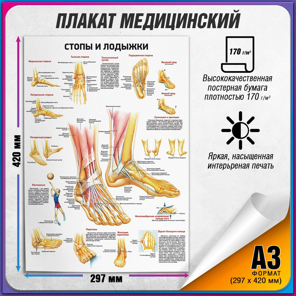 Информационный медицинский плакат "Стопы и лодыжки" / А-3 (30x42 см.)  #1