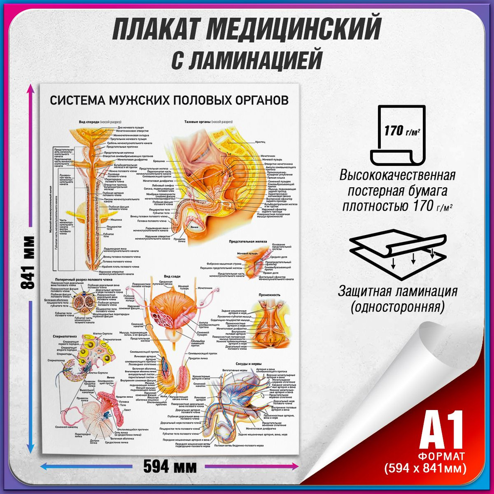 Информационный медицинский плакат "Система мужских половых органов" / ламинированный / А-1 (60x84 см.) #1