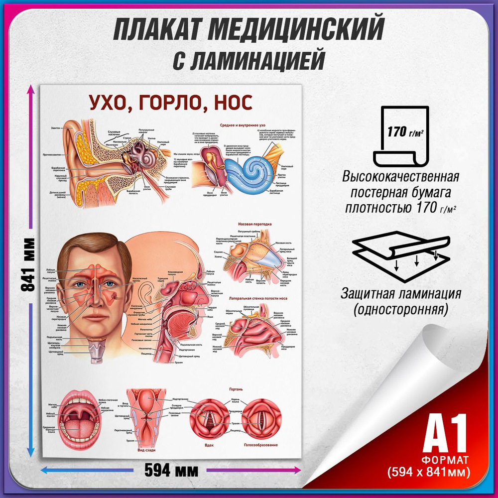 Плакат "Ухо, горло, нос", А-1 / Обучающий медицинский постер ламинированный 60x84 см.  #1