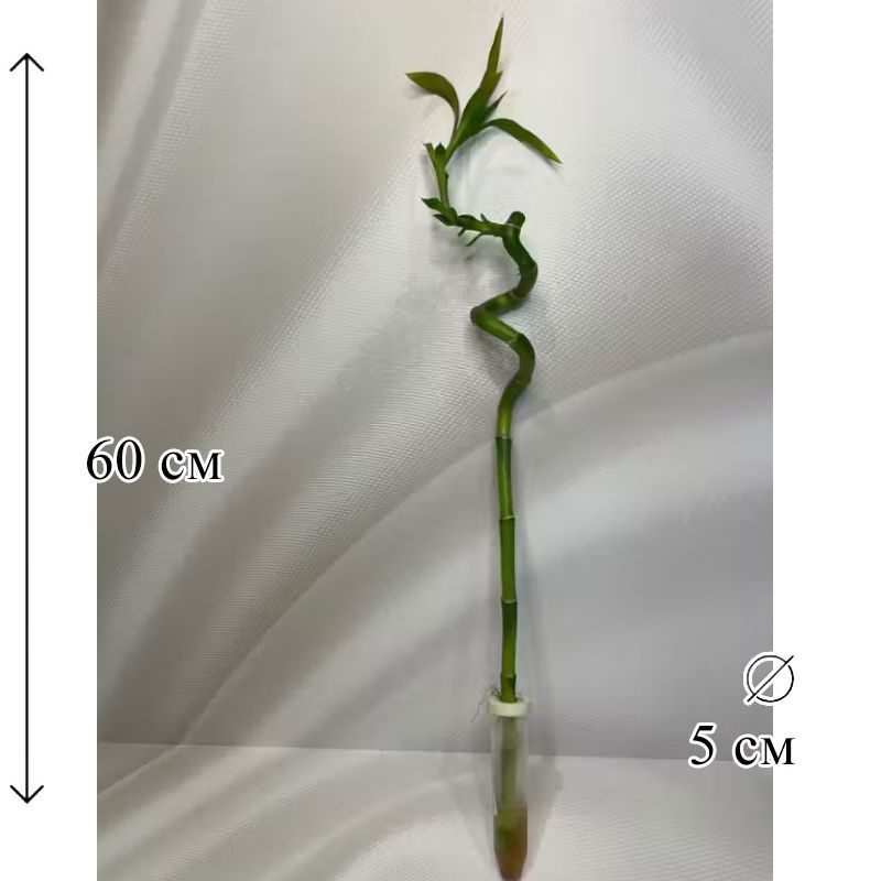 Драцена Лакки Бамбук (спираль) 5/60 CF #1