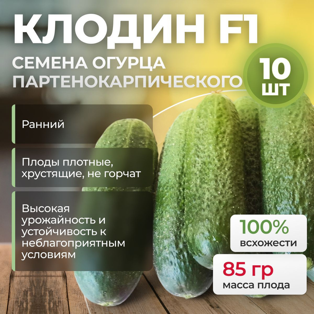 Клодин F1 семена огурца раннего, 10 шт. (Seminis / ALEXAGRO). Высокоурожайный, партенокарпический гибрид #1