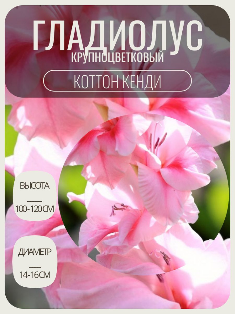 Гладиолус крупноцветковый луковицы цветов 5 шт #1