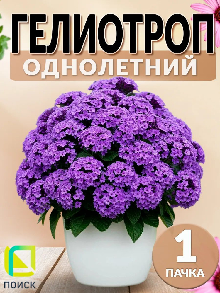 Гелиотроп (древовидный) Одиссей #1