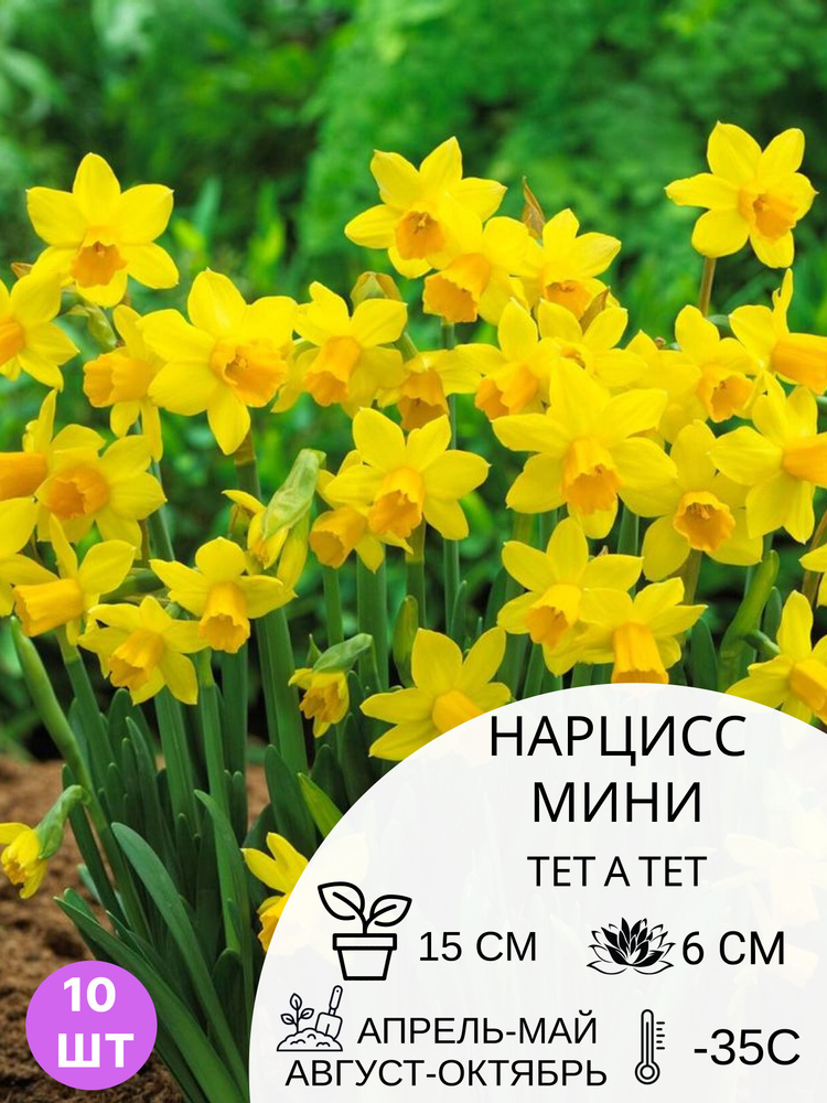 Нарцисс мини Тет-А-Тет, многолетние зимостойкие цветы для дачи, 10 шт #1