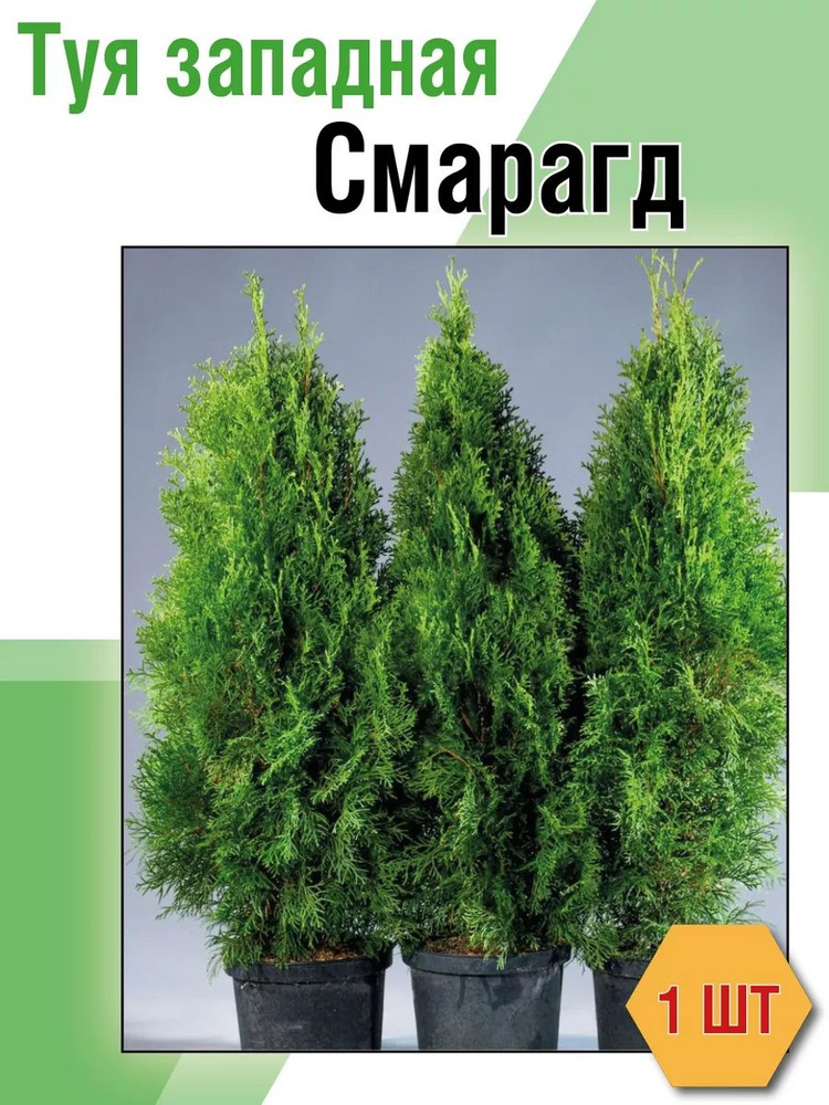 Саженец,1шт #1