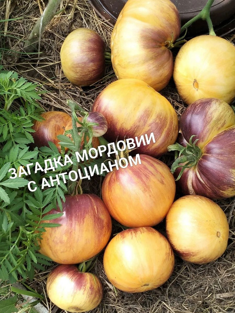 Семена #1