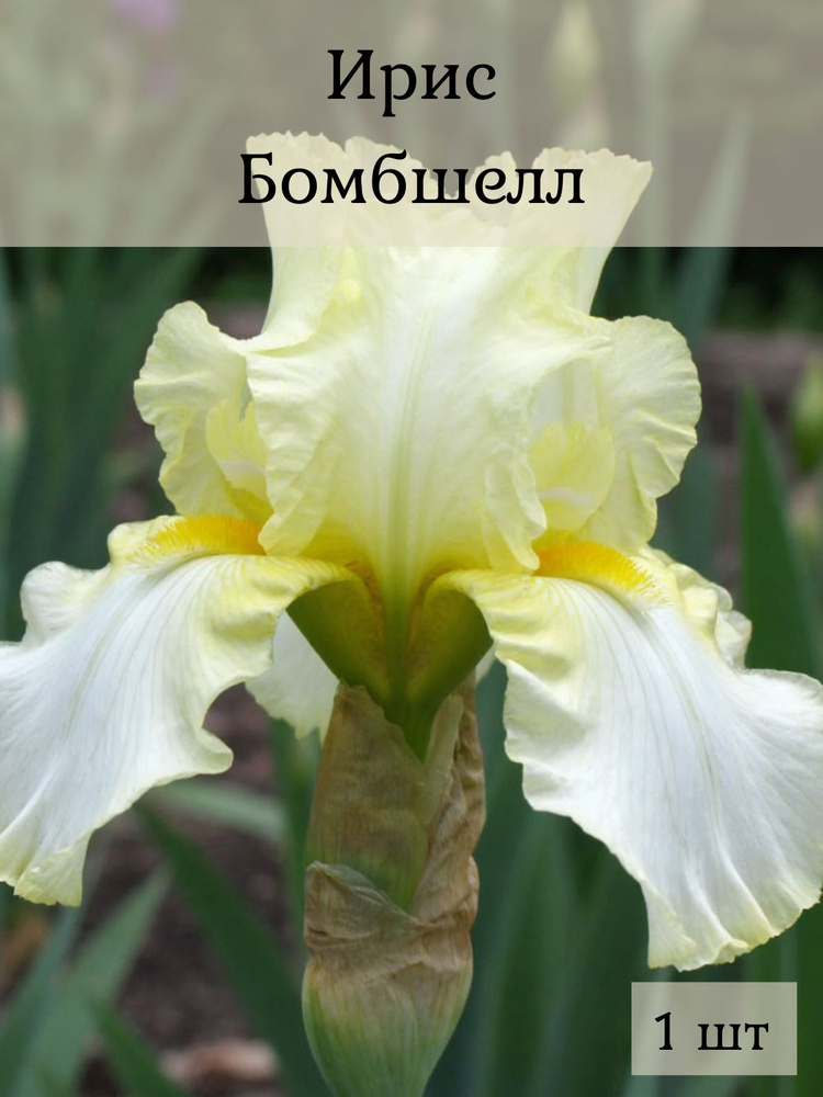 Ирис Бомбшелл 1 шт #1