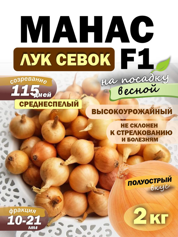 Лук севок МАНАС для посадки весной #1