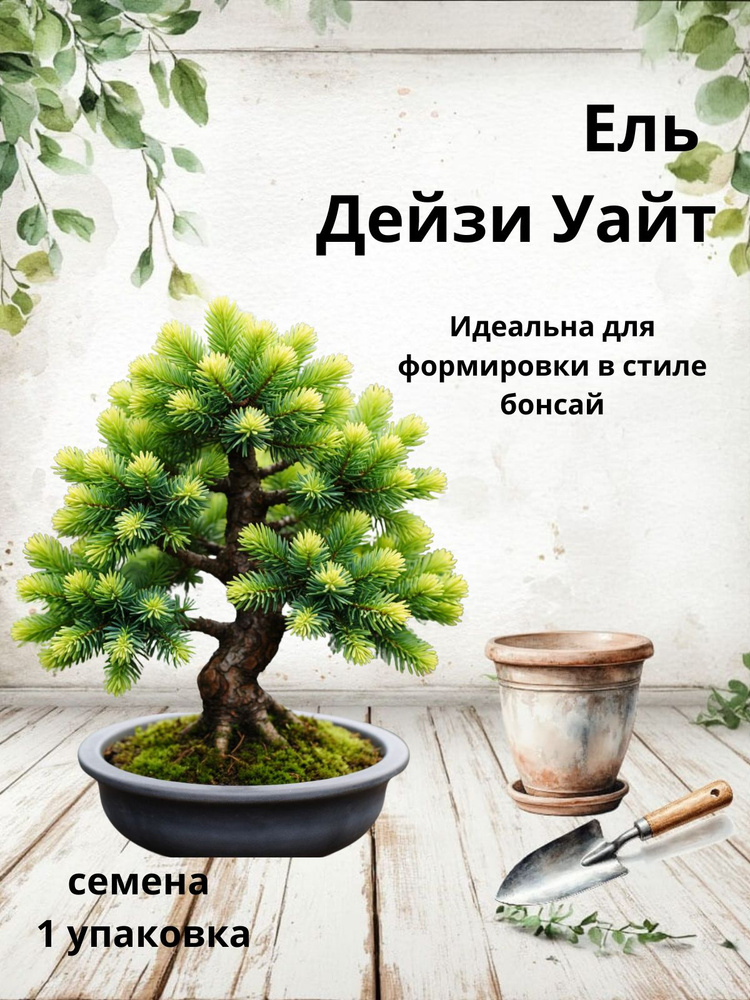 Ель Дейзи Уайт, семена бонсай, 10 шт #1
