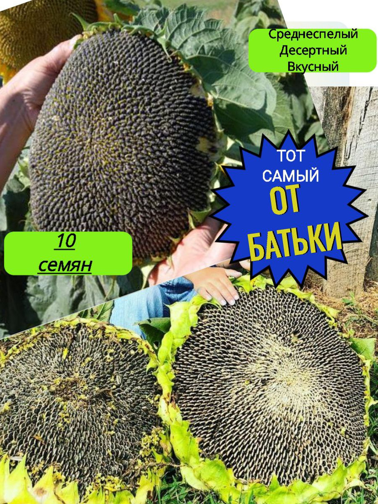 Семена ,10шт #1
