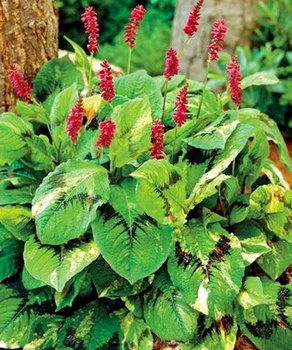 Горец изменчивый / Polygonum polymorpha