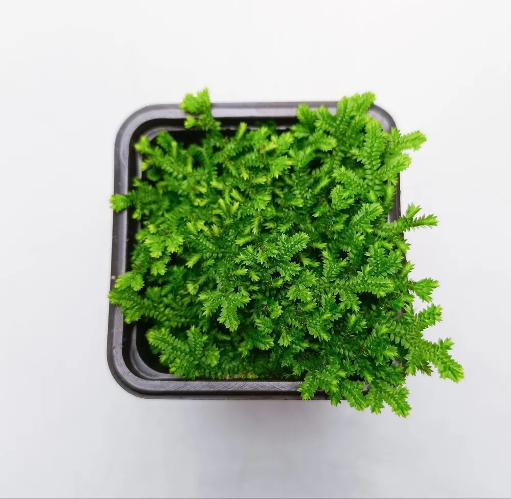 Selaginella Kraussiana Mini (селагинелла краусииана мини), вариант, фото 3