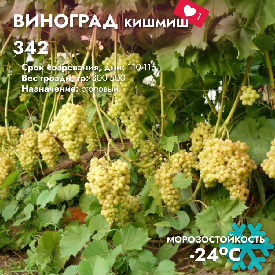 Виноградкишмиш342