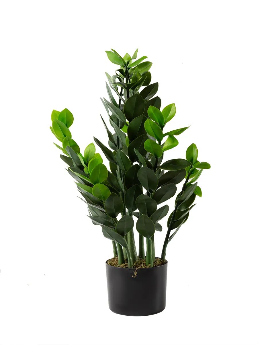Замиакулькас 90cm Зелёный DS2021-090 Китай