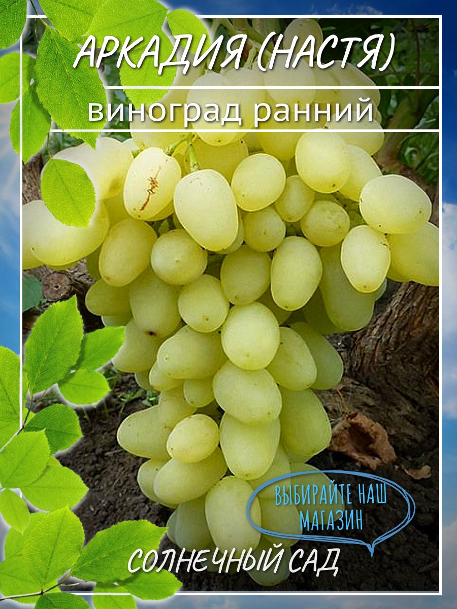 Куст винограда Аркадия