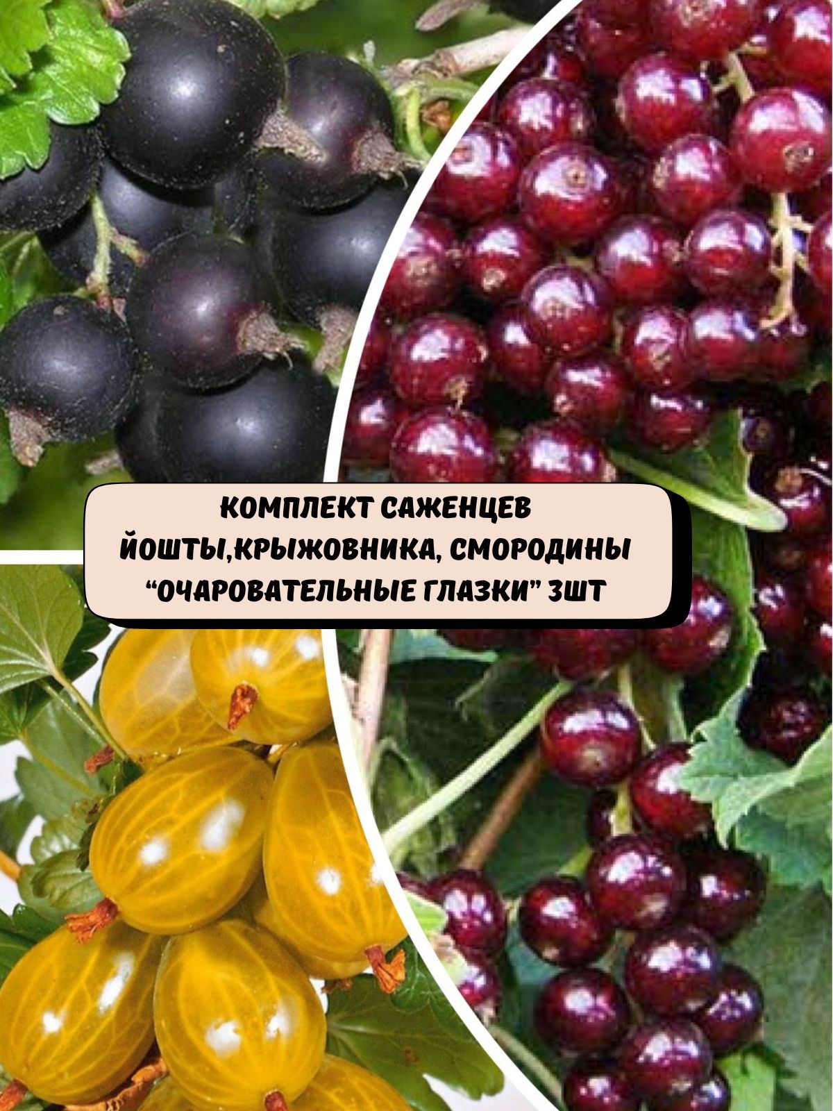 Комплектсаженцевйошты,крыжовника,смородины"Очаровательныеглазки"саженцы3шт.