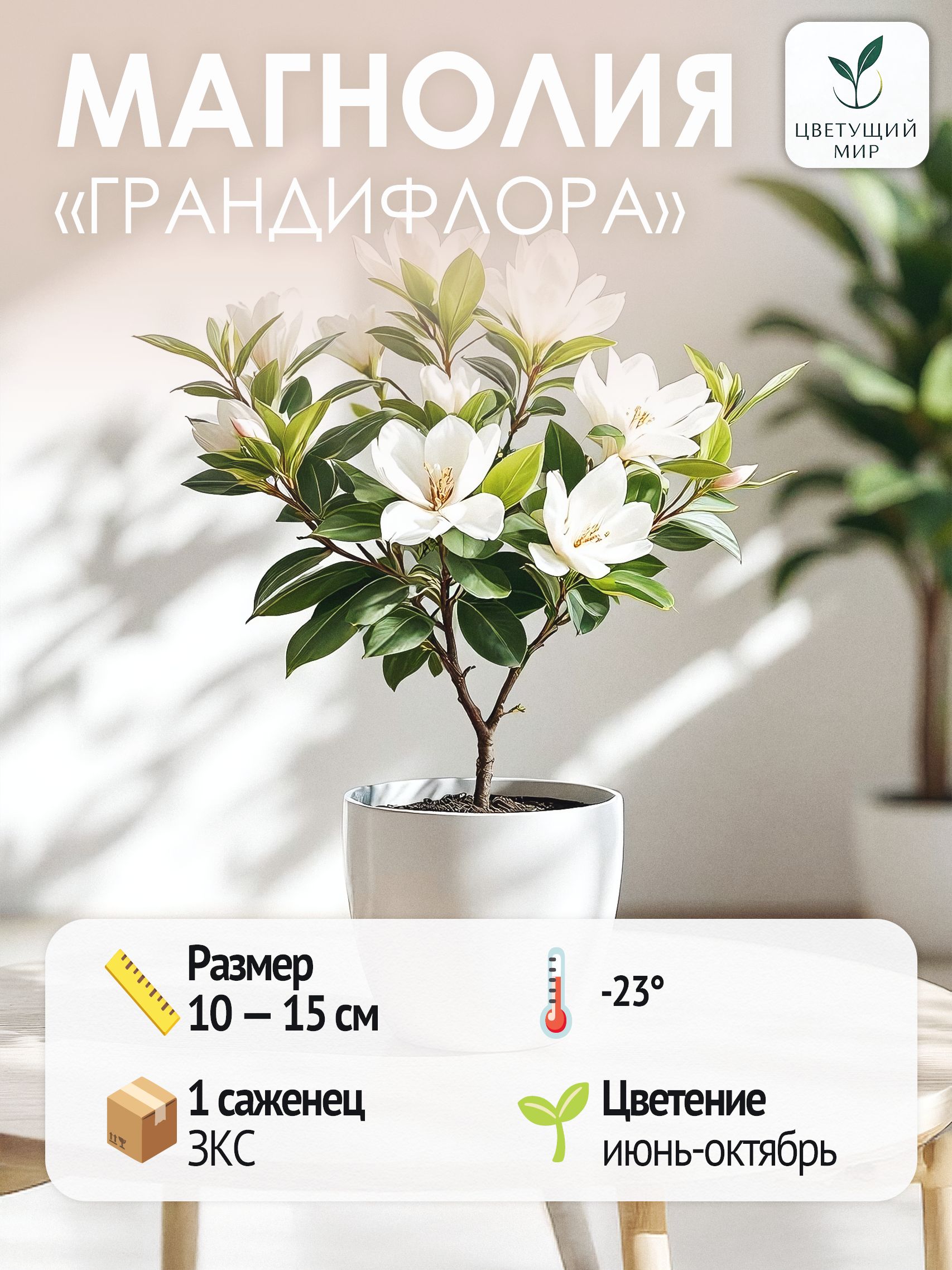 МагнолияГрандифлора,саженец1шт.