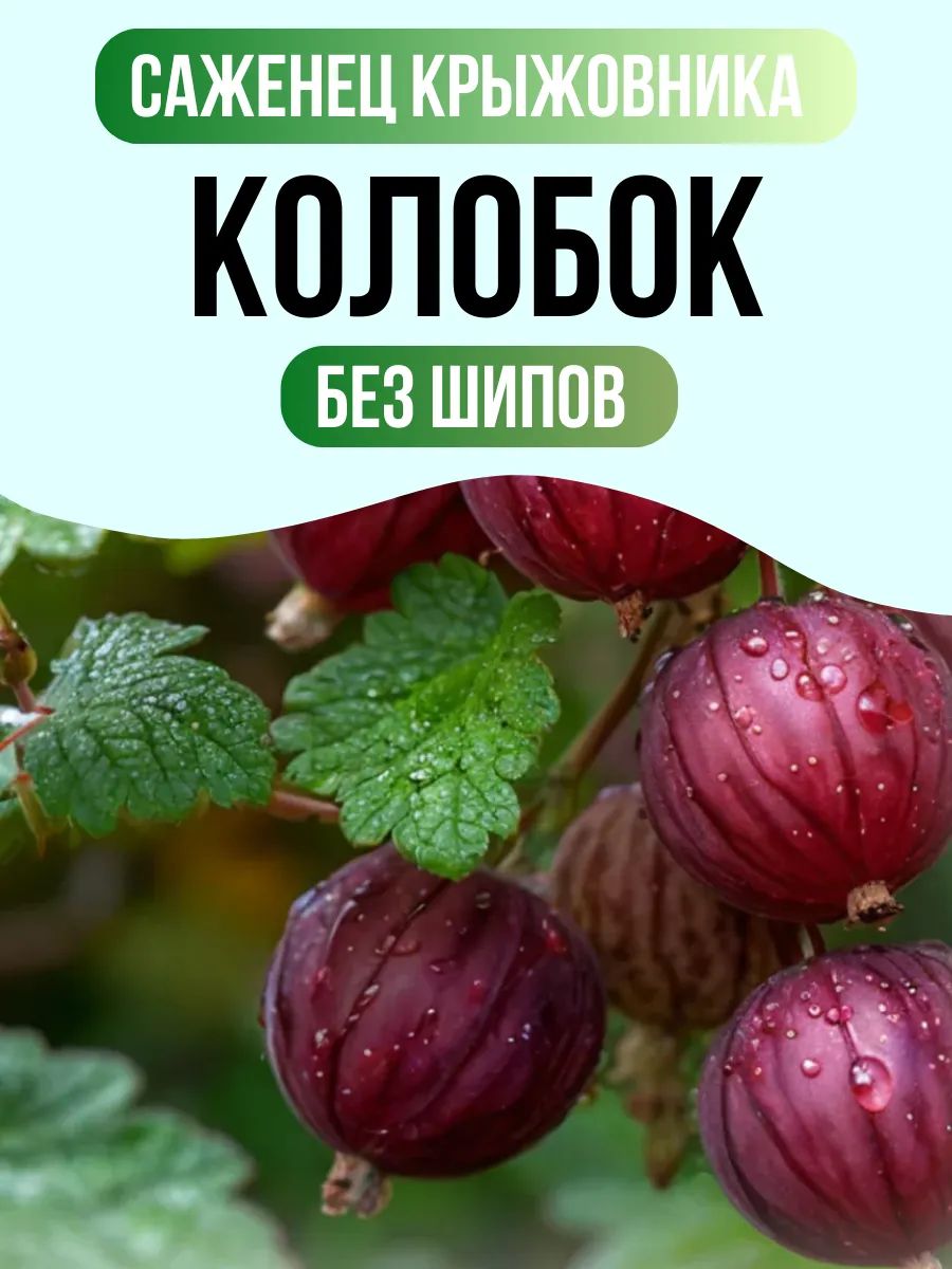 СаженецкрыжовникабесшипногоКолобок