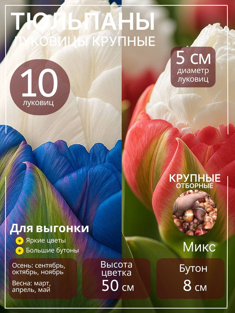Луковицы тюльпанов очищенные многолетние отборные, 10 шт. #1