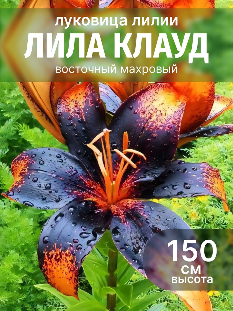 лилия #1
